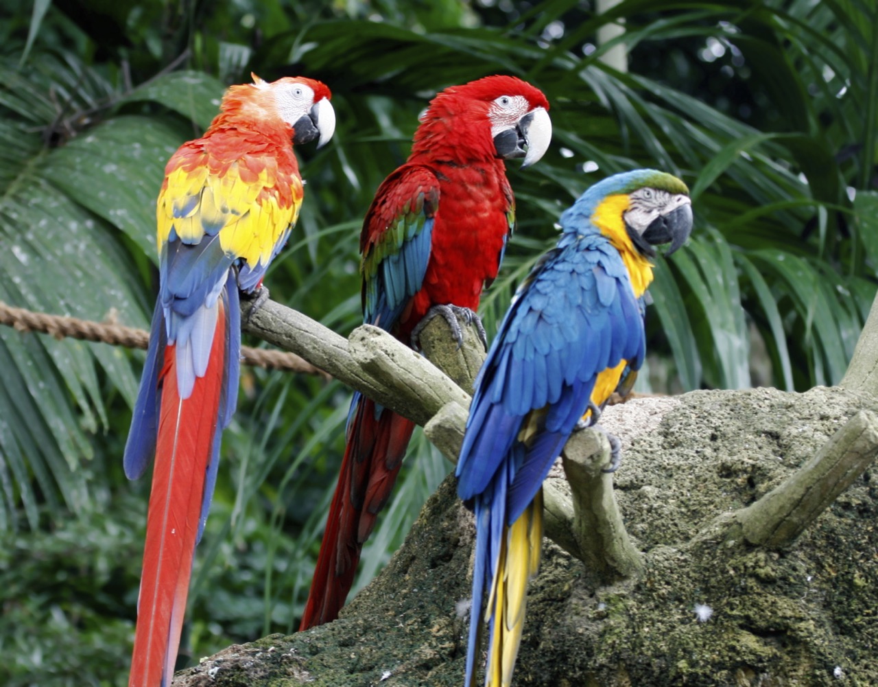 how are parrots adapted to the rainforest